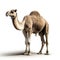 A starving camel with a blank background,