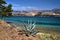 A stately agave on the shores of Paliki Bay on the island of Kefalonia