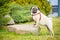 A stately dog pug in a red collar is standing on a stone in the green grass