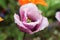 Stately fringed purple tulip