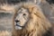 Stately Male African Lion (Panthera leo)