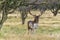 A stately male fallow deer with beautiful antlers looks straight into the lens in the Amsterdamse Waterleidingduinen park near Vog