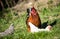 A stately rooster stands on the green grass and looks into the distance, and around him are white hens. Housekeeping