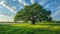Stately Southern Live Oak near Charleston, SC - Quercus Virginiana