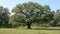 Stately Southern Live Oak near Charleston, SC - Quercus Virginiana