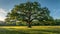 Stately Southern Live Oak near Charleston, SC - Quercus Virginiana