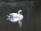 A Stately Swan in Profile Swimming on a Lake with One Foot Out of the Water