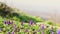 Static abstract blooming purple flower background in scenic spring nature. Blank space spring mountains nature