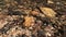 Static close up view of crystal clear tropical forest stream water with small pebbles can be clearly seen.