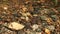 Static close up view of crystal clear tropical forest stream water with small pebbles can be clearly seen.