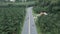 Static drone view of road plenty of green palm trees in Krabi island, Thailand