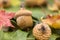 Static nature with acorns on rusted leafs autumnal concept