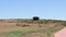 Static shot of African steppe landscape. Grass with several shrubs and crooked tree in middle. Safari park, South Africa