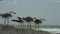 Static shot of seagull birds standing on concrete wall with tropical florida beach waves crashing behind them