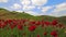 Static timelapse poppy field of wild flowers in caucasus mountains in sunny day