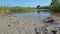 Static video lake with reeds clear day in summer