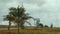 Static view from inside of a car of strong wind blows a coconut tree and other trees in an Asian country during a monsoon season.