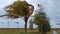 Static view of strong wind blows a coconut tree and other trees in an Asian country during a monsoon season.