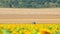 Static view sunflower field and blue tractor ride across field in overcast day outdoors in Georgia country agriculture fields