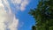 Static view up sky with clouds passing in blue sky background and green tree leafs in motion moved by breeze