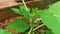 Static view of a young fig plant blown by wind.