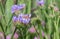 Statice, Limonium sinuatum, lilac flowers