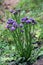 Statice or Limonium sinuatum short lived perennial plant with small short papery clusters of blue to purple with white open