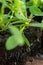 Statice seedlings in soil blocks. Air pruning means that the initial roots slightly dry out and stop outward growth.