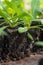 Statice seedlings in soil blocks. Air pruning means that the initial roots slightly dry out and stop outward growth.