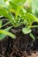 Statice seedlings in soil blocks. Soil blocking.