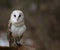 Stationary Barn Owl