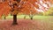 A stationary handheld shot of a large colorful sugar maple tree in autumn or fall with red, orange and yellow colored leaves as th