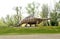 Statue of Brontosaurus Dinosaur Animal at the Park