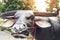 Statue of buffalo wearing mask in the public park to encourage people to wear masks to prevent the spread of the Corona virus