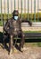 The statue of the Bulgarian poet from Milan sitting on the bench with his mask covering his mouth