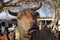 Statue of bull amidst other ephemera at reclamation yard in Wells, Somerset UK.