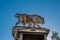 Statue of Bull in Kerameikos, the cemetery of ancient Athens in Greece