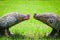 Statue chicken (fighting cock) on grass in temple Thailand.