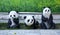 Statue of cute Pandas in Eight Trigrams City (Tekesi)