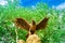 Statue of an eagle with open wings against a background of green trees and sky view from below