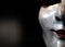 Statue face of woman made of plaster. Statue face of woman on dark background. Sculpture art. Statue face of woman looking