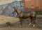 Statue of famed cutting mare Little Badger Dulce by Kelly Graham in Anne Walton Cowgirl Park in Fort Worth, Texas.