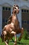 Statue of a galopping horse