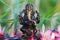 Statue of Ganesha Indian Hinduism God of wisdom and prosperity a