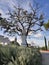 Statue in a garden with a blue sky in BacalhÃ´a Buddha Eden