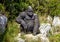 Statue of a Gorilla seen from the road exiting the medieval village of Eze, France