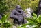 Statue of a Gorilla seen from the road exiting the medieval village of Eze, France