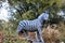 Statue of a Grevy`s Zebra at the Phoenix Zoo, Arizona Center for Nature Conservation, Phoenix, Arizona, United States