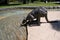 Statue of a kangaroo in Perth park Australia