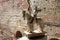 Statue of a knight on a horse in armor in a inner courtyard in a fortress Castelvecchio Castle in Verona, Italy